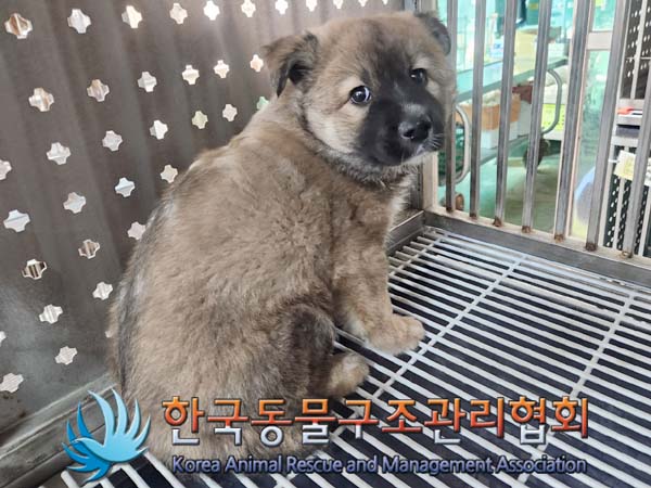 종료(입양) 믹스견…